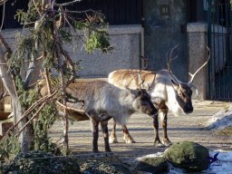 Tiergarten Schönbrunn am 27.01.2026